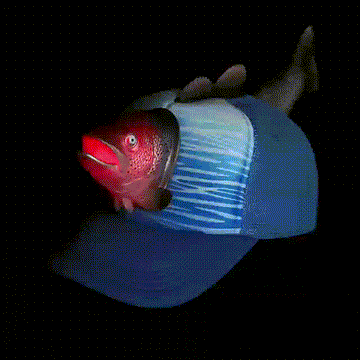 Light Up Salmon Hat - 0